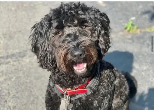 A black goldendoodle standing under the bright sun