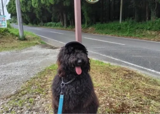A medium-sized Black Goldendoodle with a curly black coat stands on a park path surrounded by trees.