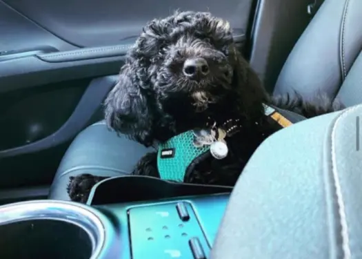 A Black Goldendoodle sits in a car safely.