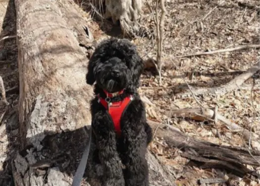 A Black Goldendoodle sitting on a forest trail, leash attached, as its owner is around