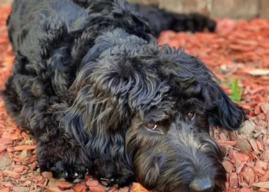 A Black Goldendoodle lying on the floor in a forest
