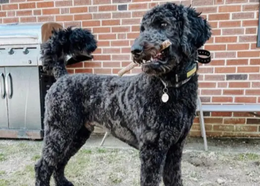 A Black Goldendoodle puppy holding a stick in his mourh.