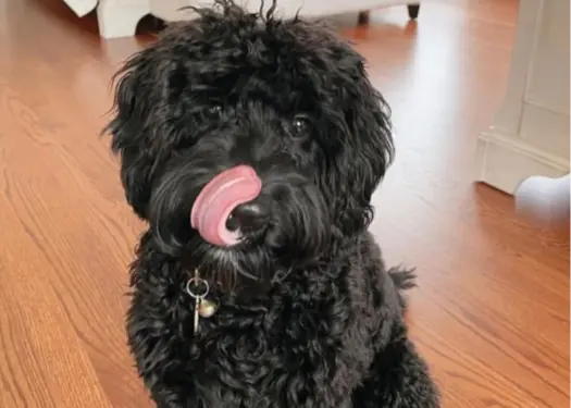 A Black Goldendoodle sits peacefully in his apartment.