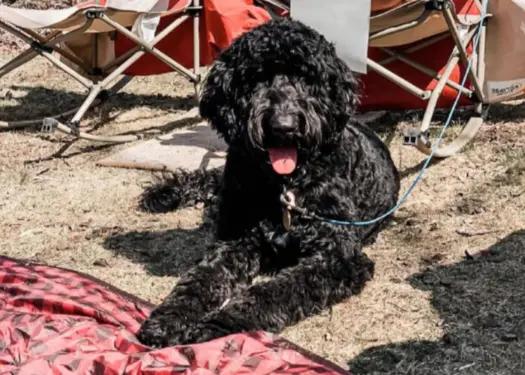 A Black Goldendoodle rests on a floor new his owner.