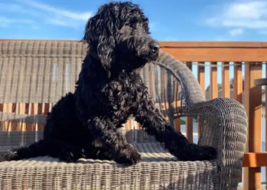 A magnified view of a Black Goldendoodle’s shiny, curly black fur, showing its dense texture.