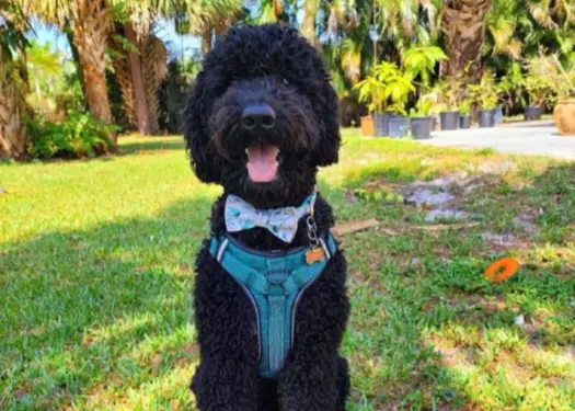 A well-groomed black goldendoodle