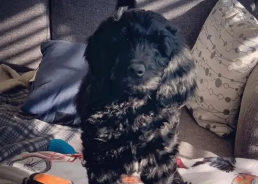 A Black Goldendoodle rests on a couch, with no loose fur visible on the furniture.