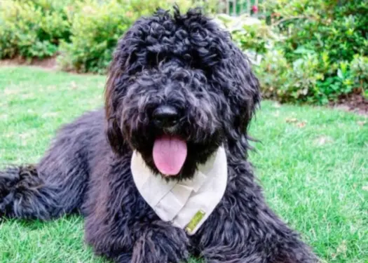 black Goldendoodle sitting in a grassy lawn