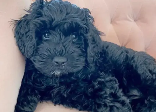 Feature image of Black Goldendoodle Breed Guide