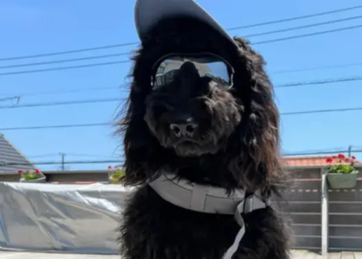 A Black Goldendoodle wearing sunglasses and P-cap.