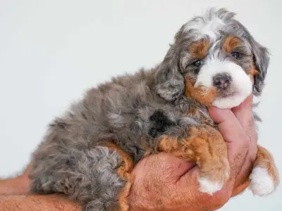 a toy bernedoodle