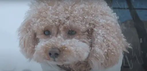 bernedoodle in snow
