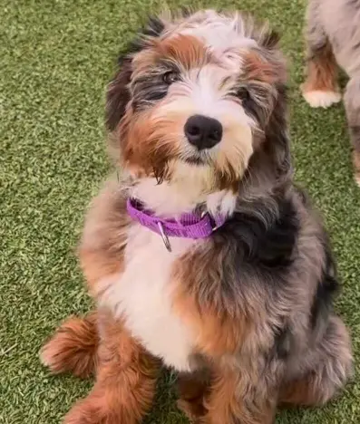 bernedoodle sitting in a ground
