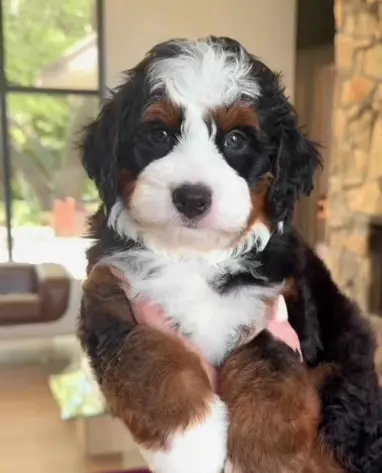 cute bernedoodle