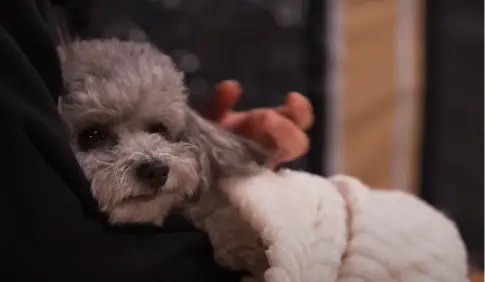 doodle and his owner