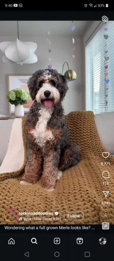 answers to top 10 questions new bernedoodle owners ask