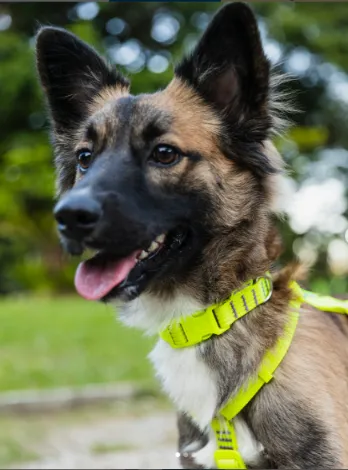 Dog walking routine for new pet owner guide.