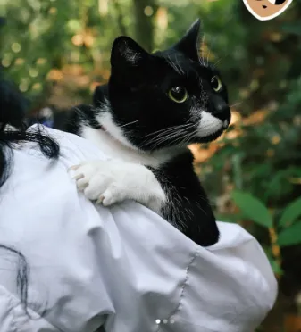 A cat