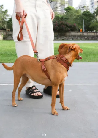 A dog is standing with his owner.