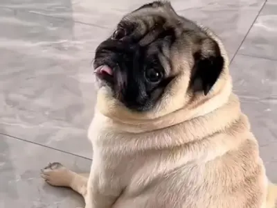 pug 1