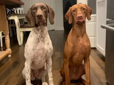 Vizsla