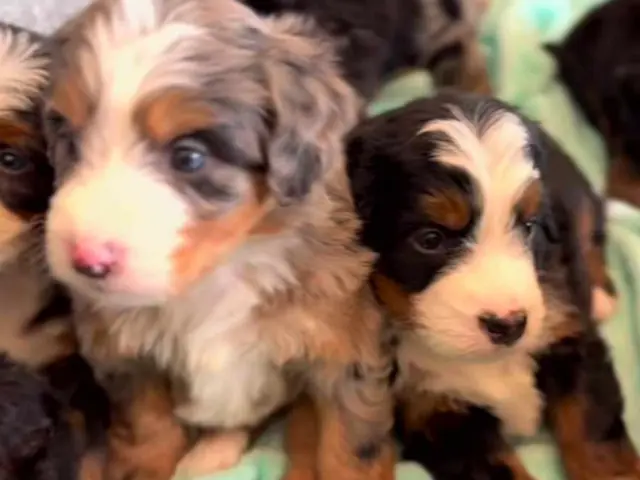 new born puppies