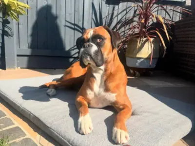 Boxer