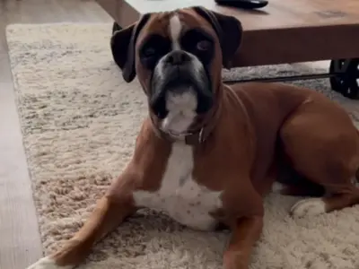 Boxer1