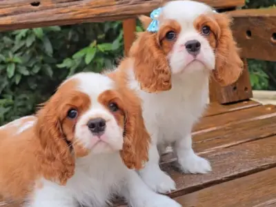 Cavalier King Charles Spaniel