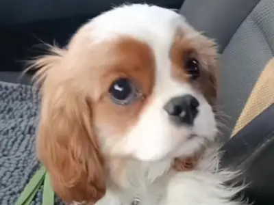 Cavalier King Charles Spaniel 1