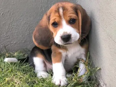 Beagle 1
