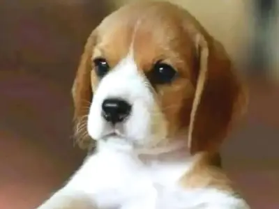 Beagle