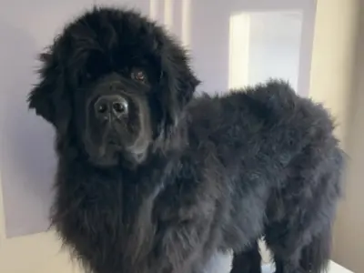 Newfoundland