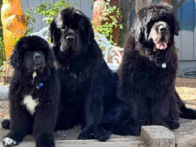 Newfoundland 1