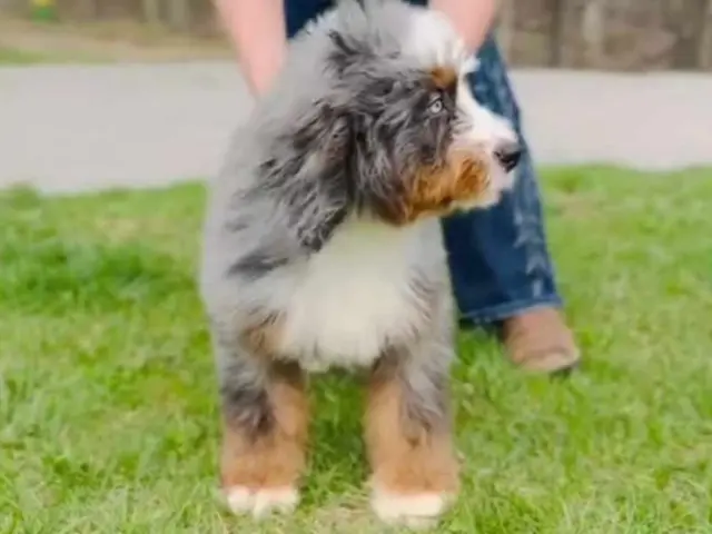 home of bernedoodle