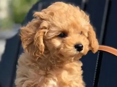 poodle