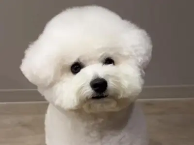 Bichon Frise1
