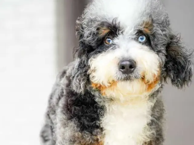 bernedoodle breeder