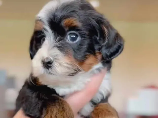 side image of the pup