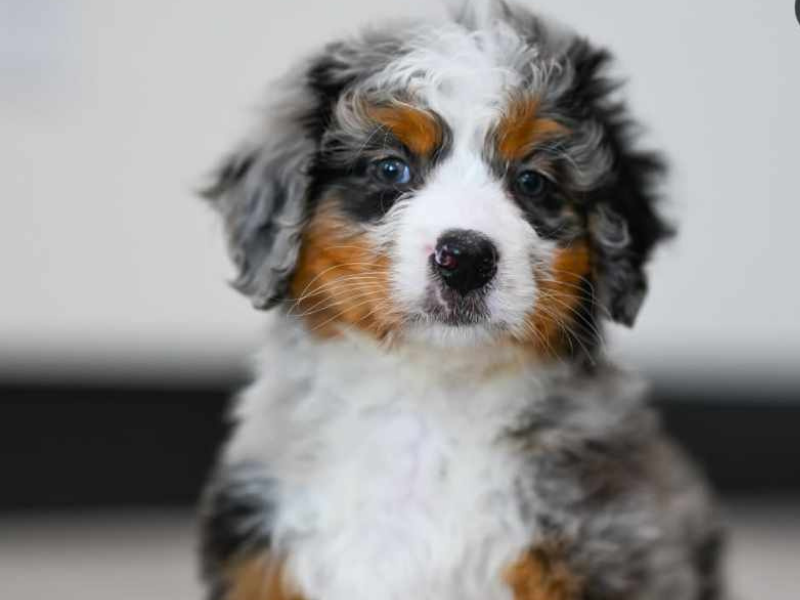 Bernese Mountain Dog1