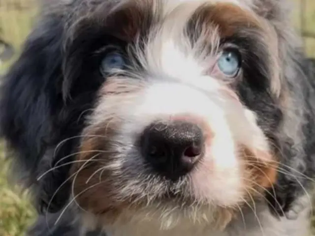 bernedoodle breeder