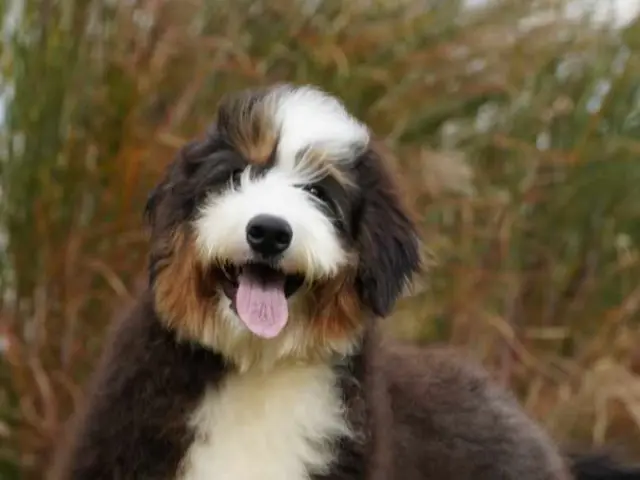 a happy bernedoodle