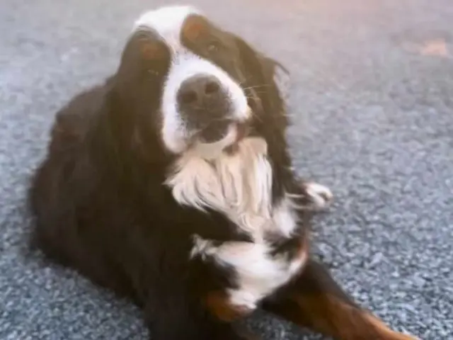 a full-grown bernedoodle