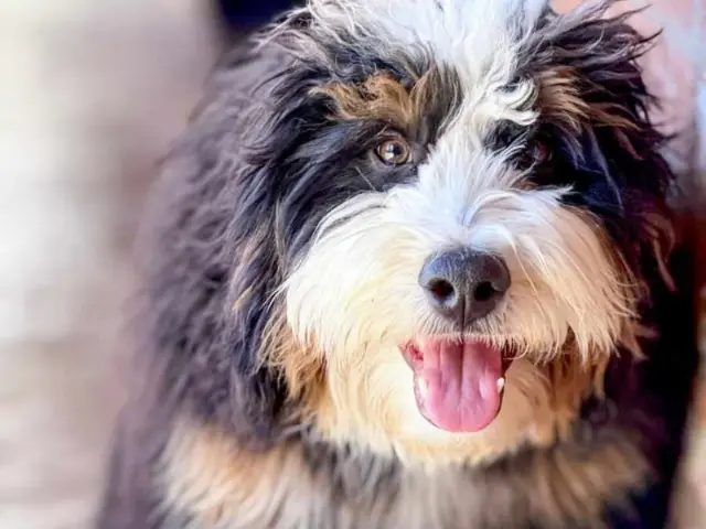 big sized bernedoodle