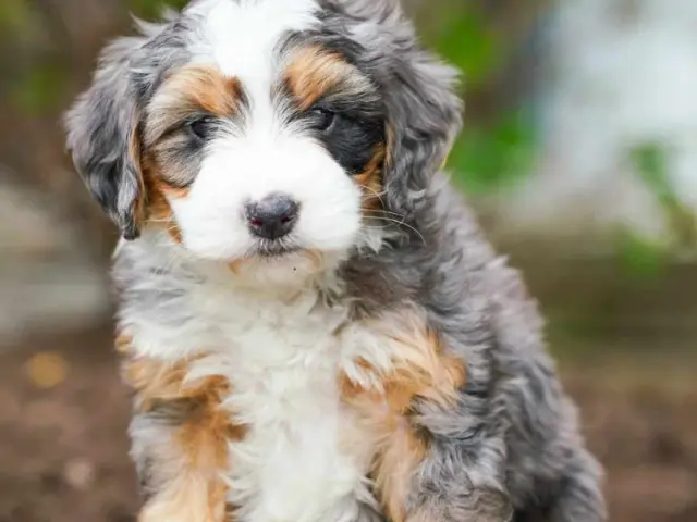 grey and white puppy