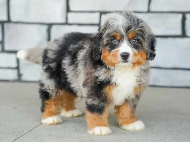 grey and brown bernedoodle