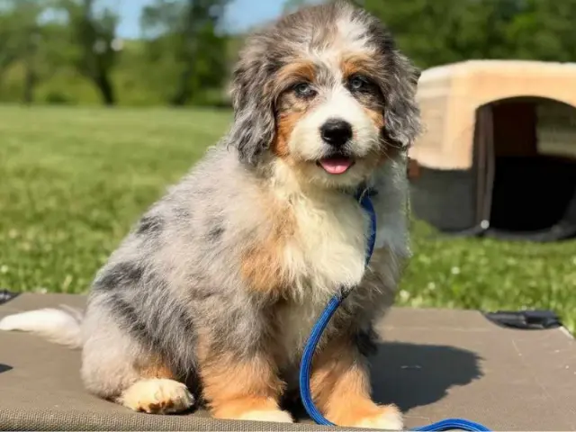 lovely pup