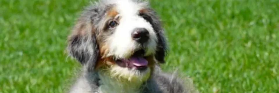 Bernedoodle Pros & Cons