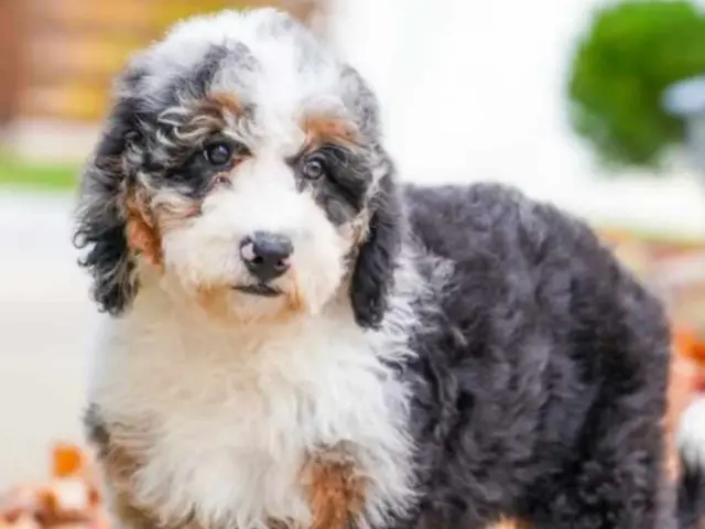 white and grey bernedoodle