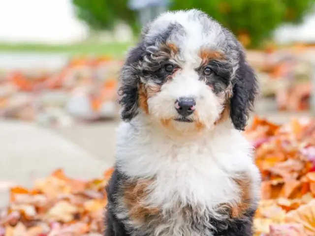 bernedoole with colorful background